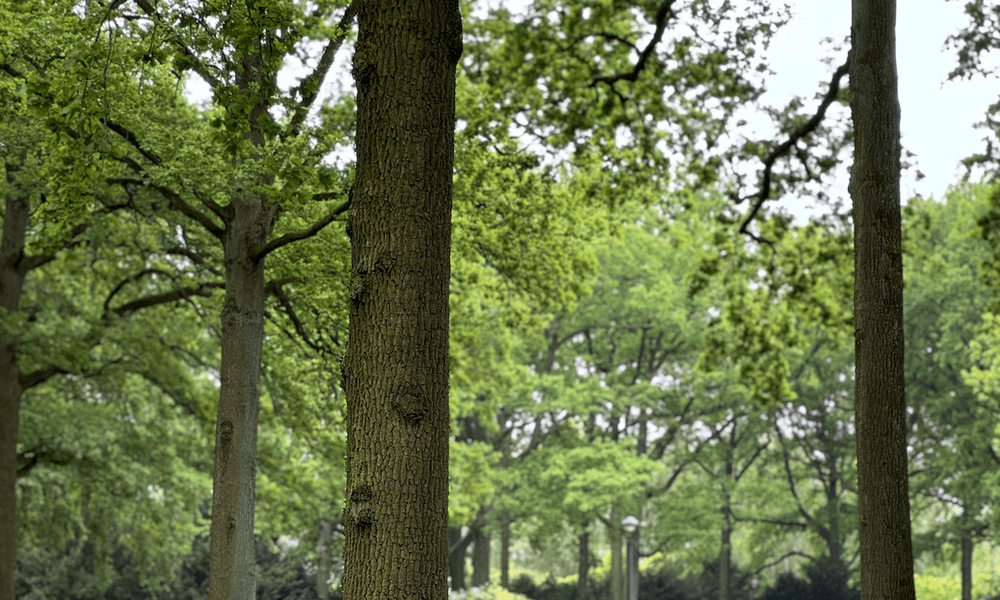 Groen in Eindhoven: dit zijn de parken die je wilt ontdekken