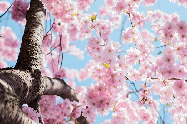 Spring Deal