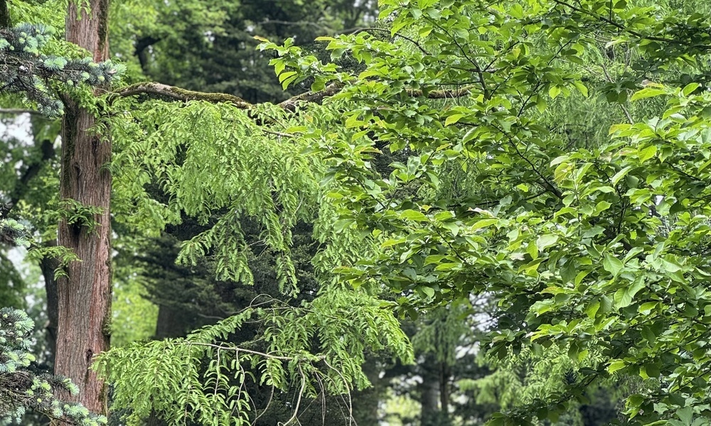 Wandelen in het groen van Eindhoven: ontdek de mooiste routes vanuit Hotel Parkzicht